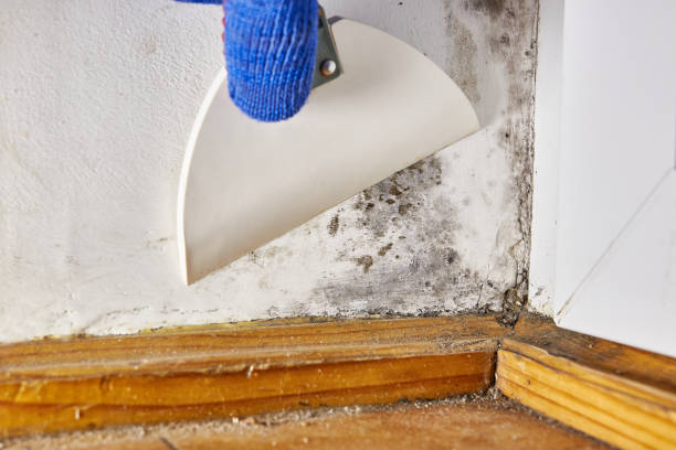 Best Forensic Mold Investigation  in Marriott Slaterville, UT