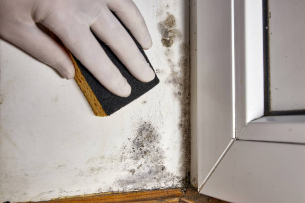 Best Crawl Space Mold Remediation  in Marriott Slaterville, UT